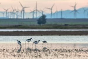 Birds vs. Wind Turbines: New Research...