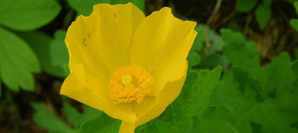 An endangered wood-poppy