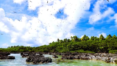 Seabirds over Tetiaroa Atoll.