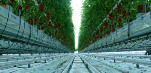 Mineral Wool in Green Roofs –...