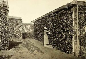 Fruit Walls, Urban Farming in the...