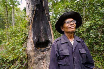 Community member Jork Vat in front of a harvested resin tree in Preah Roka.