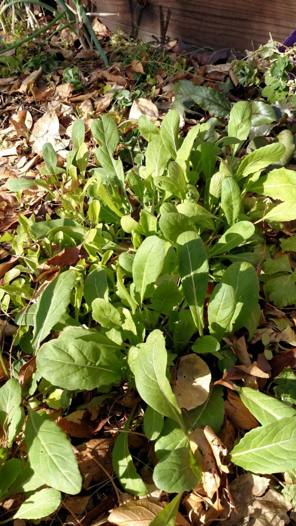 Colorado cold frame lettuce growing in winter months
