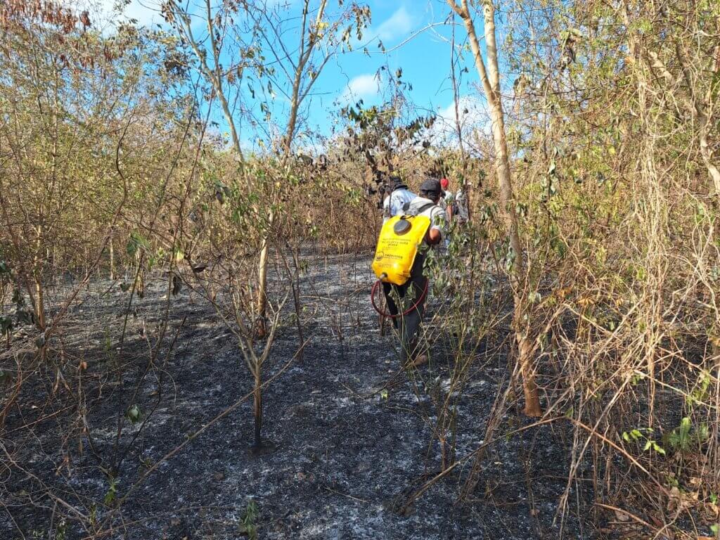 Our team using water-backpacks to put out a wildfire in a forested area.