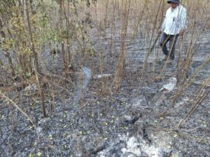 The Wild Truth About Wildfires (And...