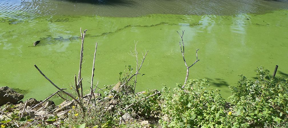 Stand Up for Nature on Ontario’s...