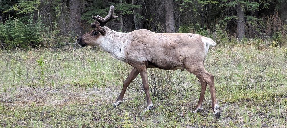 boreal caribou, species at risk, threatened species, encroachment, habitat disturbance, habitat degradation, decreasing populations