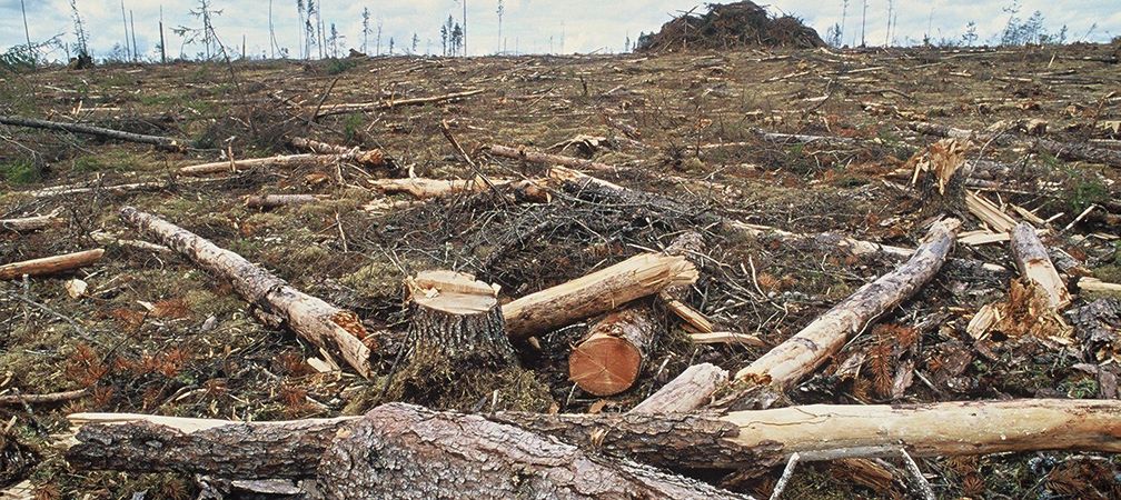 Clearcut in the boreal forest, clearcut, industry, logging, forest strategy, deforestation, degradation, climate change contributor