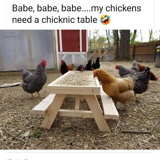 Original chicknic table from Melissa Kusak's father in May 2020 babe, babe, babe. My chickens need a chicknic table