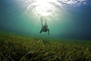 An overlooked climate ally is in...