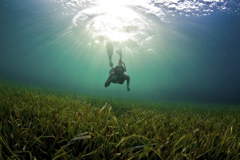 An overlooked climate ally is in...