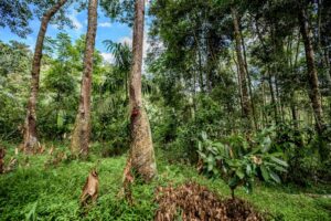 Heal our planet: Protecting nature for...