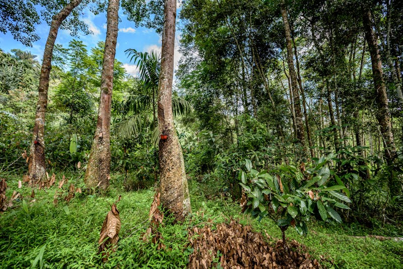 Heal our planet: Protecting nature for...