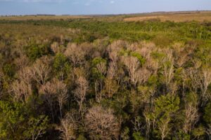Can tree farms save a forest?...
