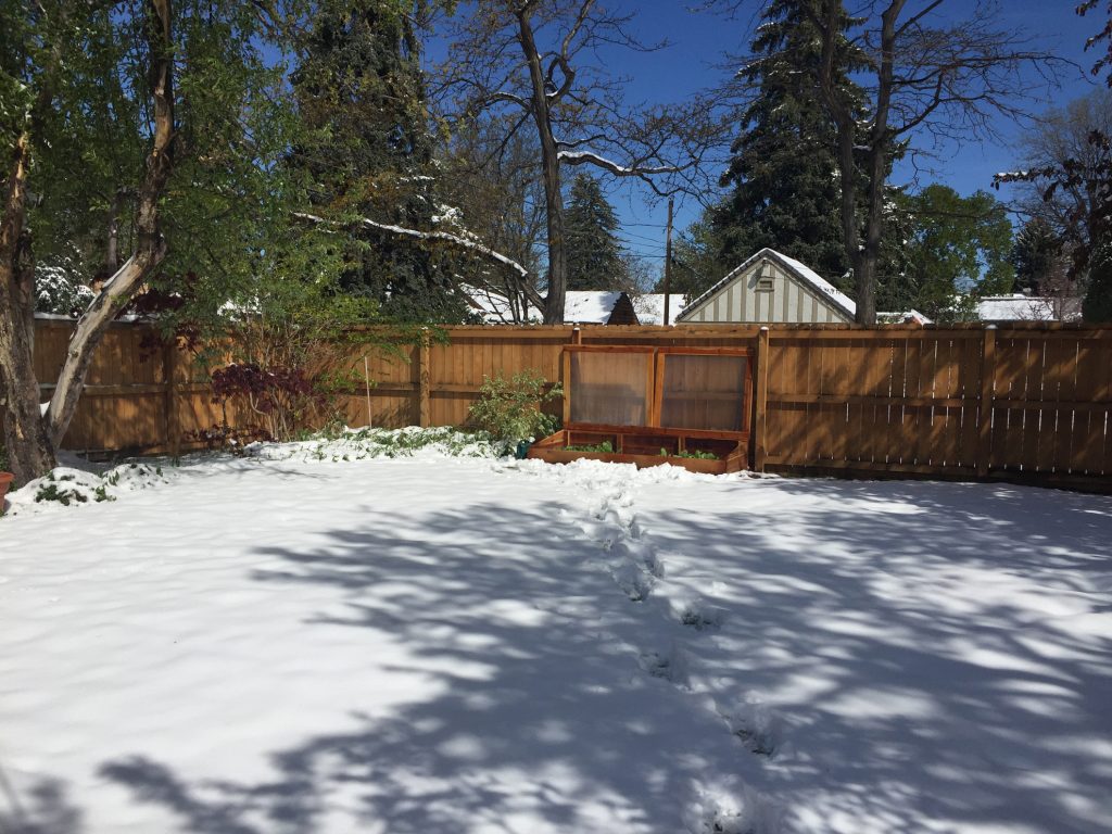 Colorado Cold Frames in snow