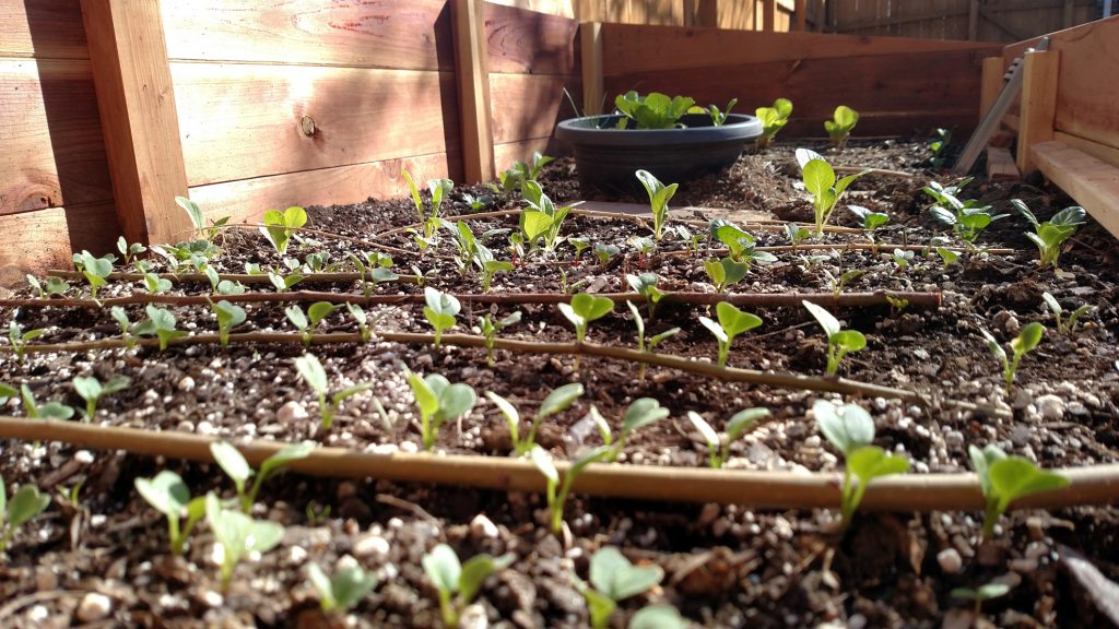 Colorado Cold Frames - Starting Seeds