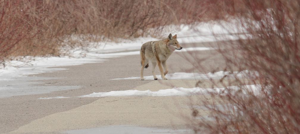 Eastern coyote, Tommy Thompson Park, Toronto, winter wildlife, urban wildlife, Ontario mammals, biodiversity
