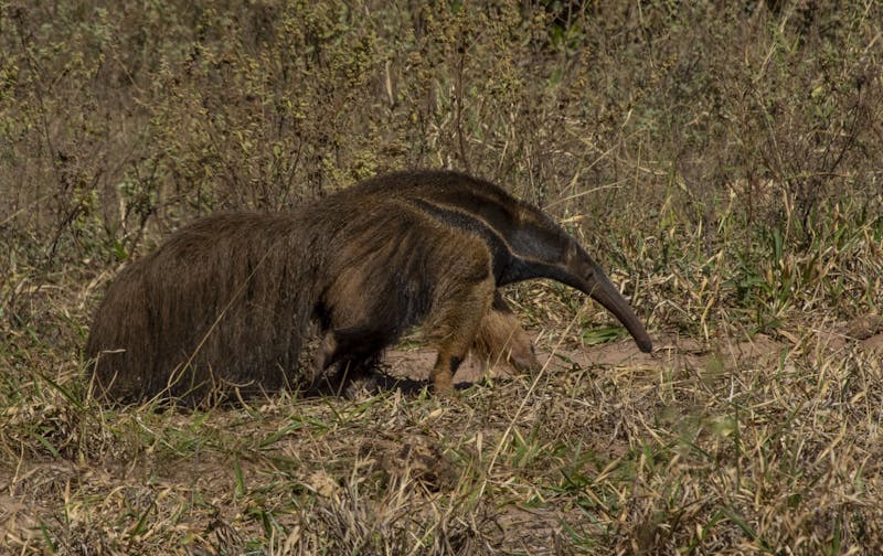 Amid a vanishing savanna, new corridor...