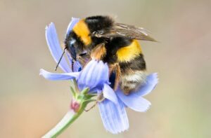 Bees, fish and plants show how...