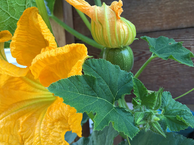 Covering your squash crop and hand-pollinating the flowers is one way to combat the squash borer. (The Grow Network) Covering your squash crop and hand-pollinating the flowers is one way to combat the squash borer. (The Grow Network)