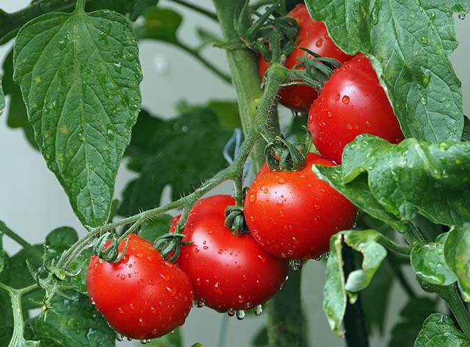 Keep growing tomatoes, despite the challenges. We can help! (The Grow Network) Keep growing tomatoes, despite the challenges. We can help! (The Grow Network)