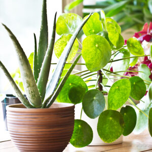 5 Winter House Plants hat Are...