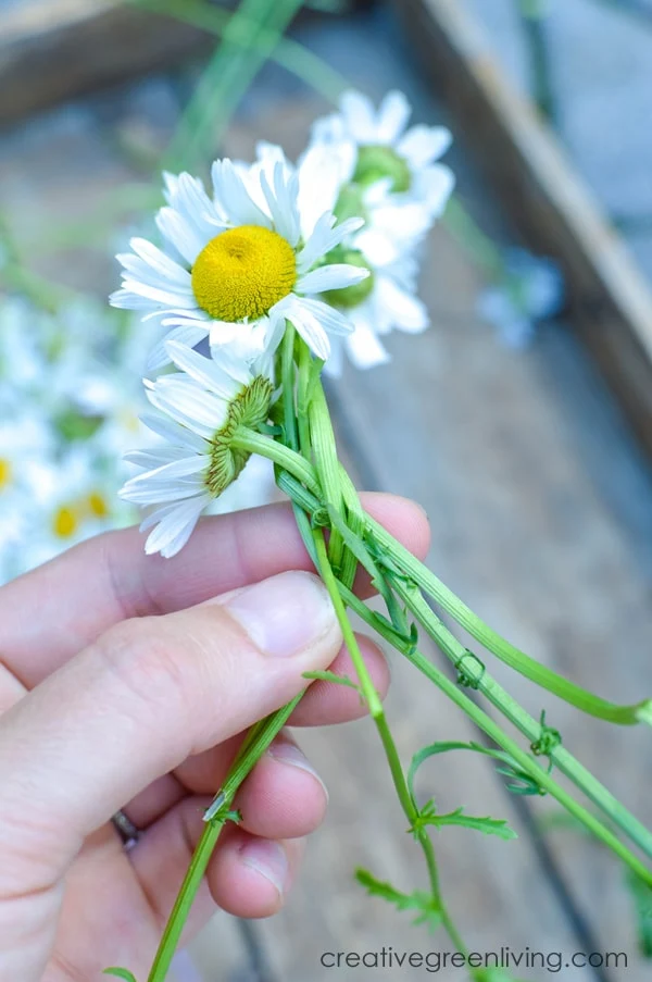 How to make a braided daisy chain flower crown braided daisy chain flower crown