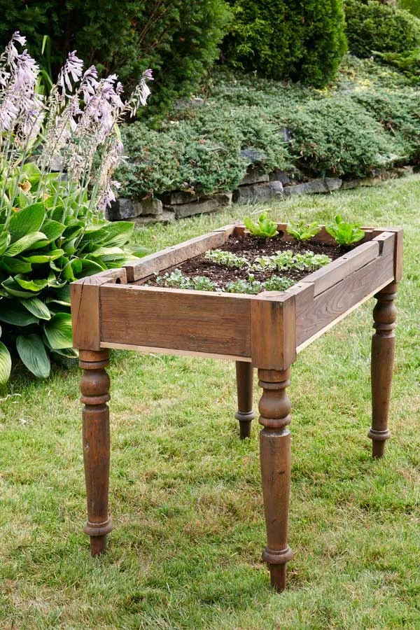 Pour soil and plant your lettuce #creativegreenliving #beautifullettucetable