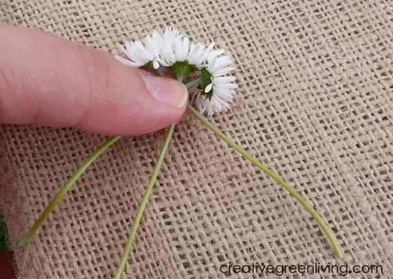 How to start a daisy chain how to braid daisies together