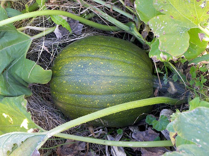 The Hubbard squash is a favorite pick of the pernicious squash borer. (The Grow Network) The Hubbard squash is a favorite pick of the pernicious squash borer. (The Grow Network)