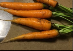 carrots, garden, cherry tomatoes, tomato, greenhouse garden, sustainability, going true green, going green, growing food, compost, composting