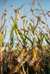 Circular Agro-processing – A-‘maize’-ing Bioethanol –...