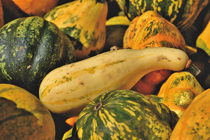 Certain varieties of cucurbits have proven tastier to the zucchini vine borer than others. (The Grow Network) Certain varieties of cucurbits have proven tastier to the zucchini vine borer than others. (The Grow Network)