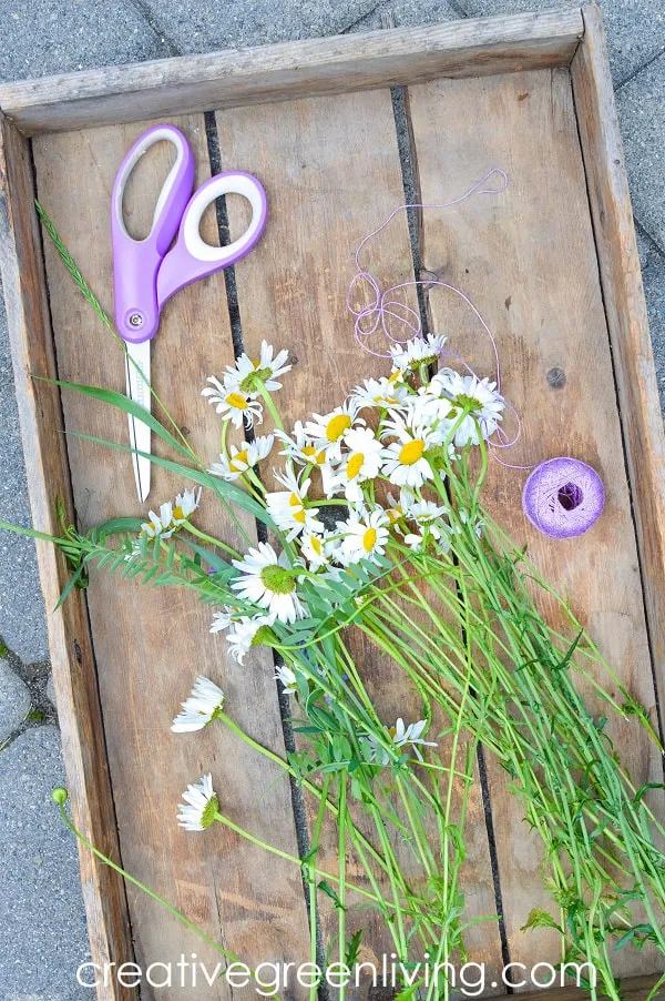 How to tie flowers together to make a braided daisy chain with just flowers tray of wild daisies with scissors and string - supplies needed to make a daisy chain or flower crown with just flowers
