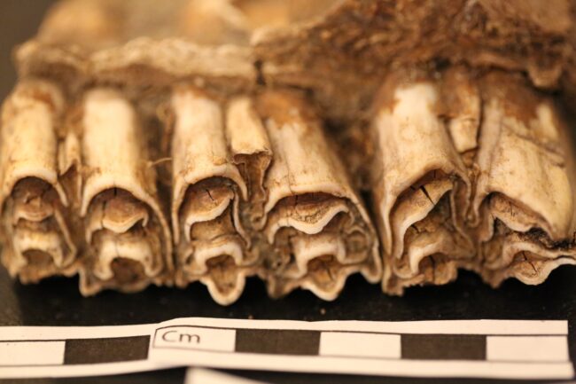 Bones undergoing analysis