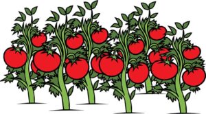The #1 Key to Growing Tomatoes